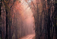 伊藤洋辉：拜仁在德国的每场比赛都寻求压倒性胜利，这很特别.